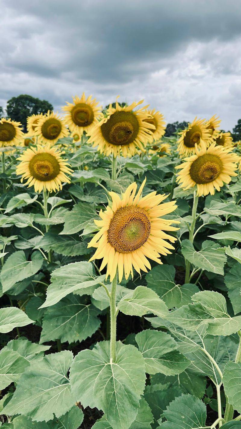 Aubie Smith Farms, Ooltewah