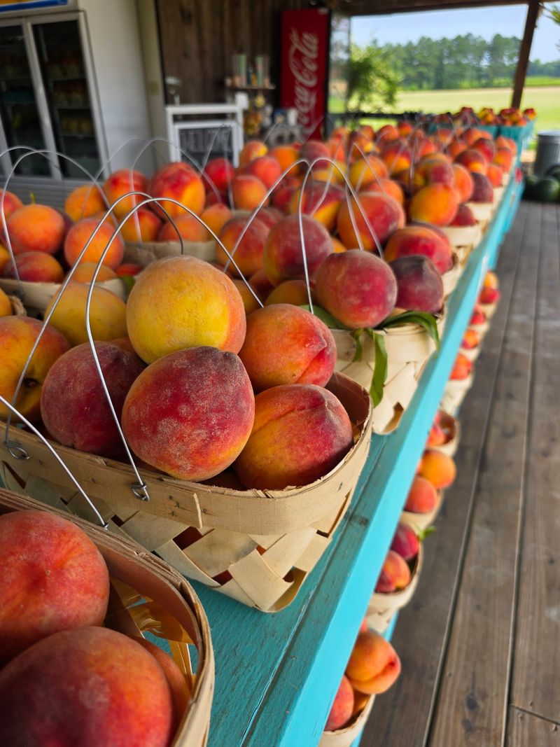 Fifteen Peach Varieties And A Long Season