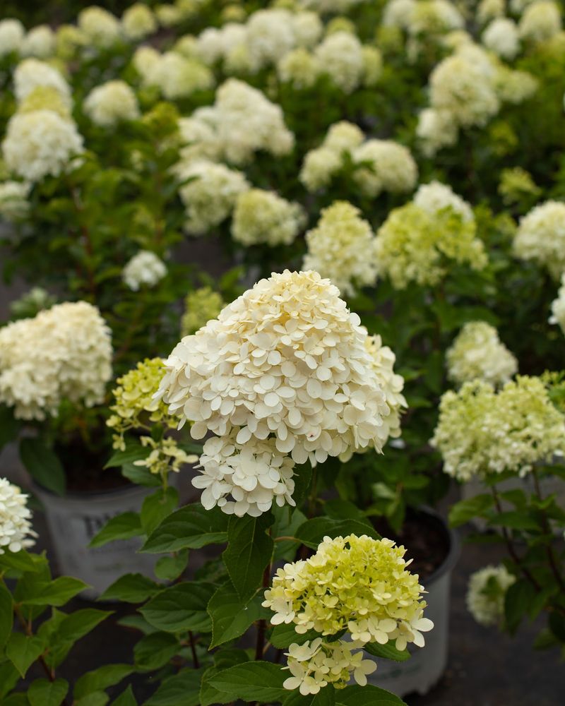 Shrubs And Trees Worth The Markdown