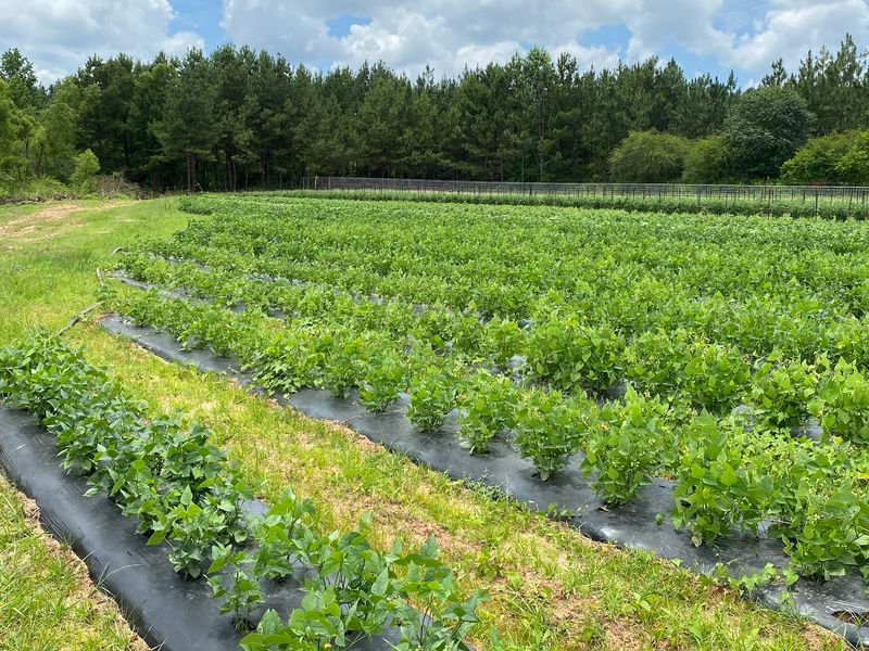 Tips For Storing Muscadines After Harvest