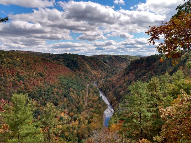 Forests That Came Back From Clear-Cutting