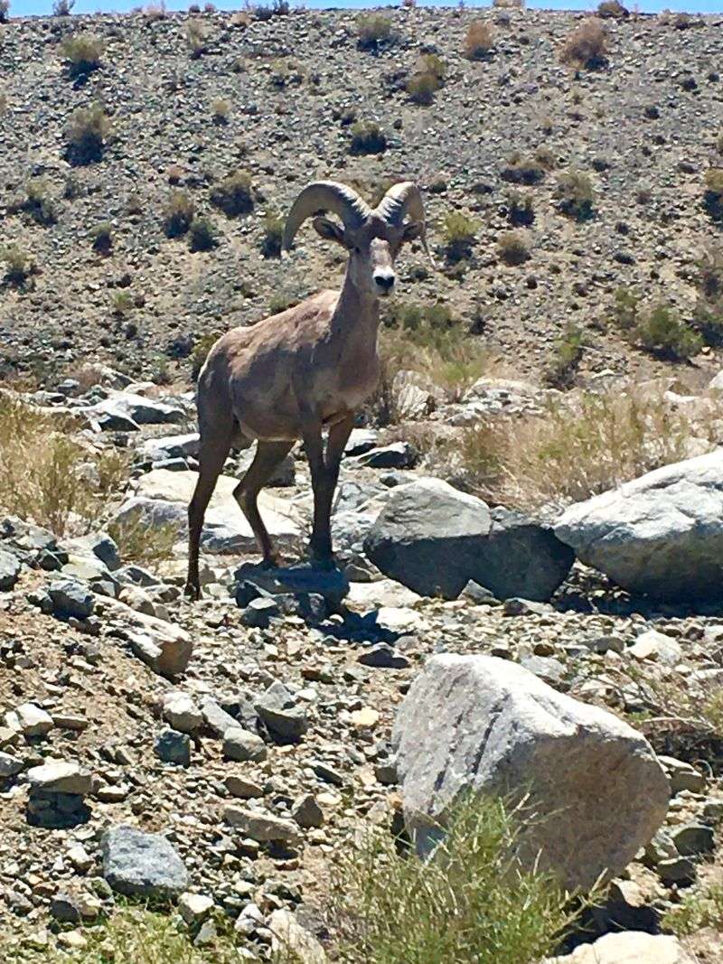 Wildlife Encounters That Belong On Any Bucket List