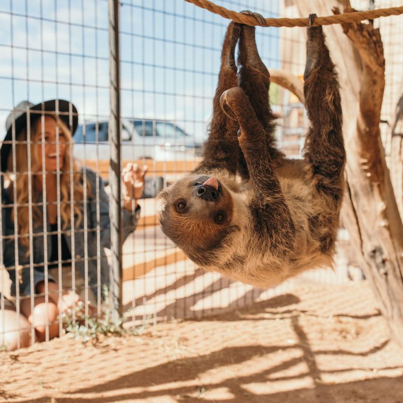 Ambien The Sloth Steals The Show