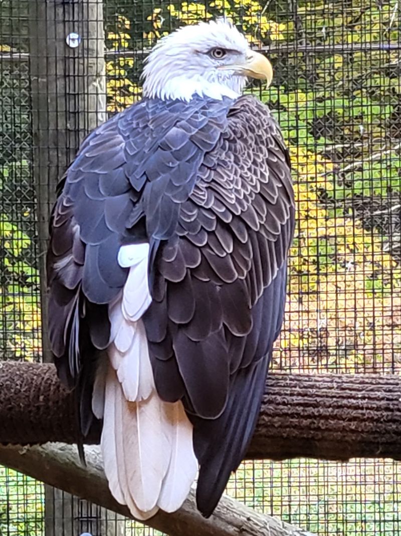 Bald Eagles And Birds Of Prey Up Close