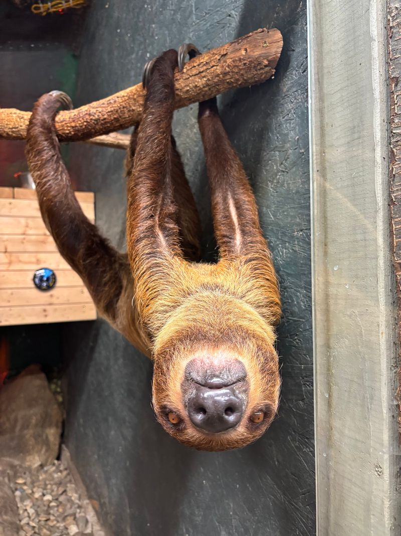 Otters, Sloths, And Other Encounter Options