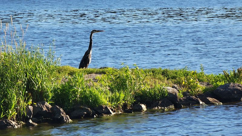 Sustainable Practices To Preserve Natural Habitats