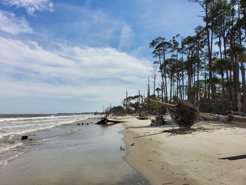 Forest Wraps The Shore
