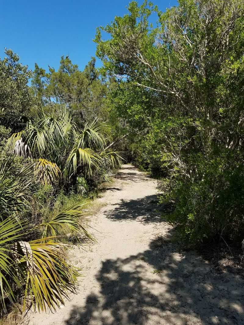 Trails Through Marsh And Scrub