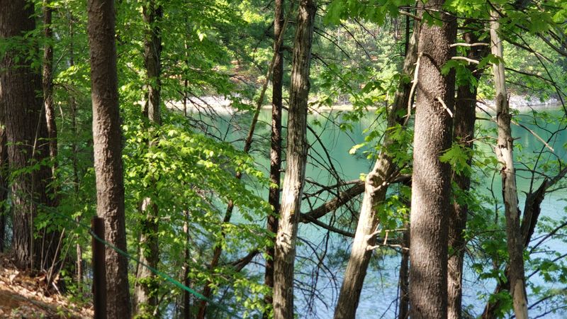 Wildlife Hiding In Walden Woods