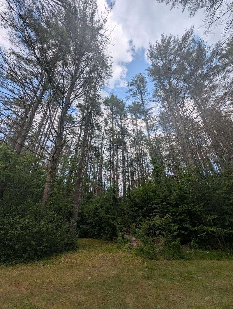 Forest Trails Worth Walking