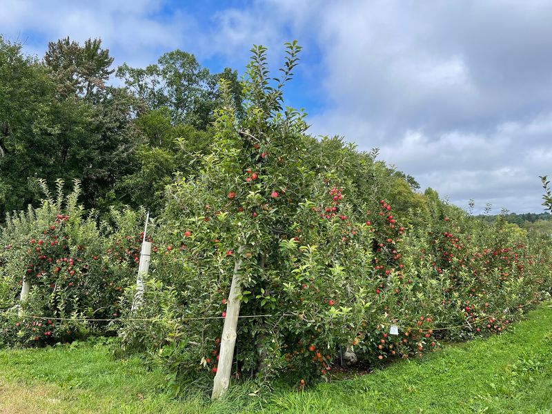 Honey Pot Hill Orchards, Stow