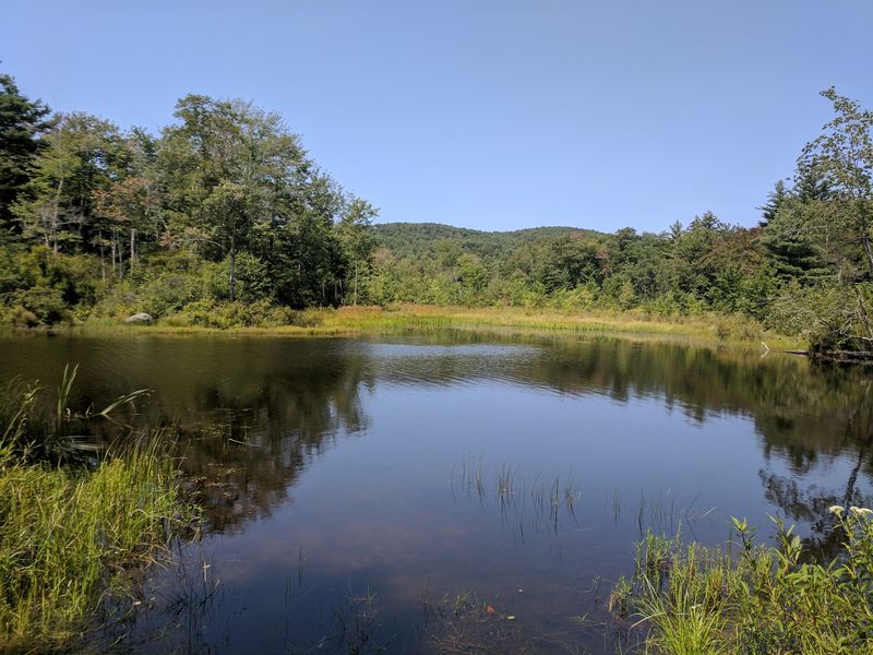 Moose, Otters, And Very Small Salamanders