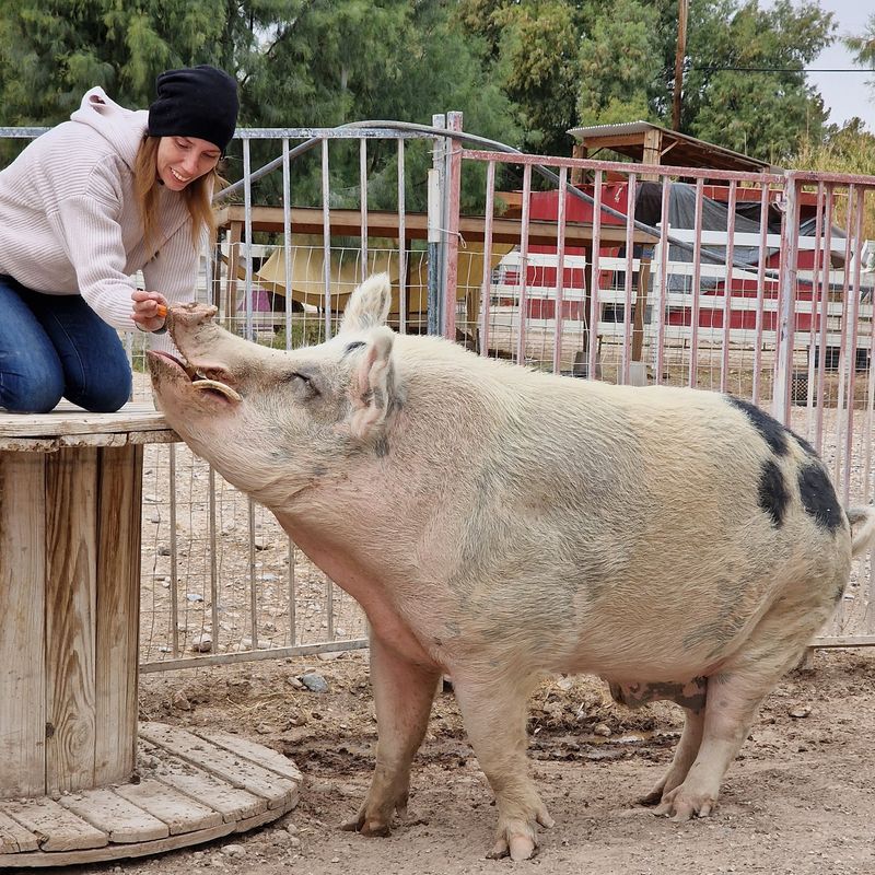 Pigs Who Show Up For Belly Rubs