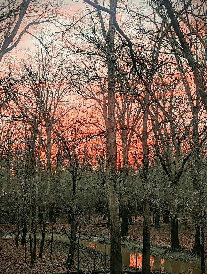 Delta National Forest