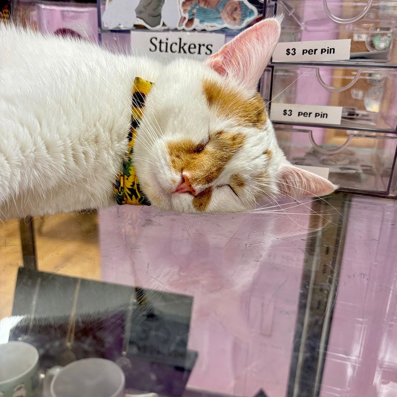 The Pawsitive Cat Cafe — 115 East Ave, Rochester, NY 14604