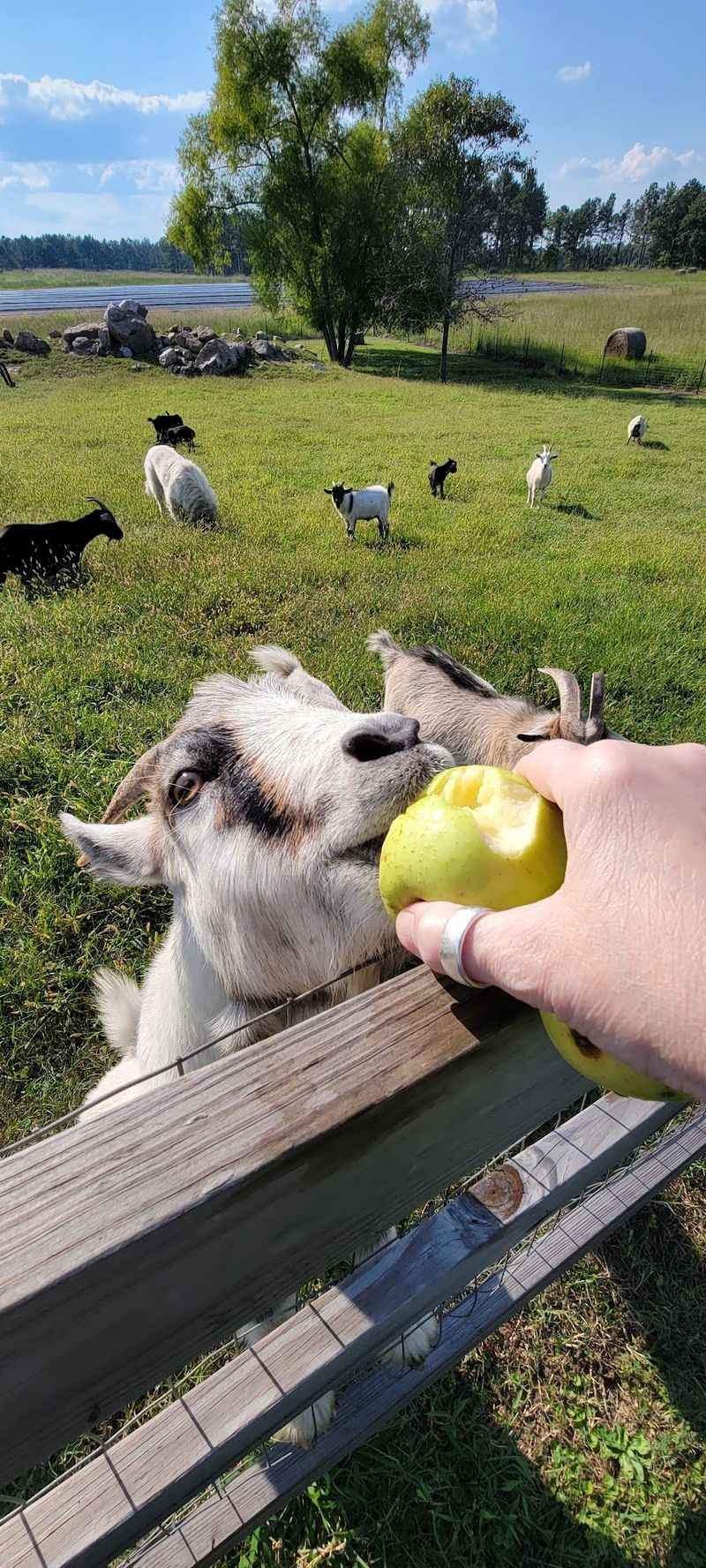 Goats, Picnic Tables, And A Steer Named Carlos