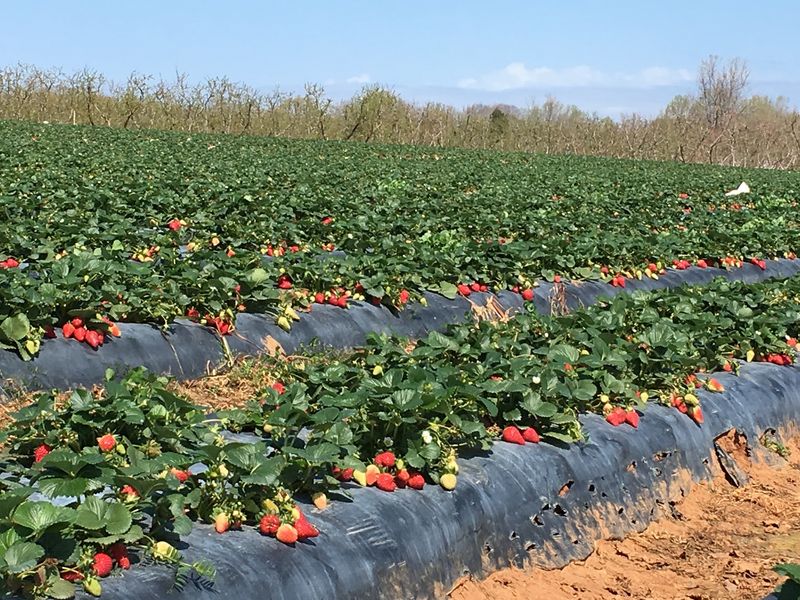 Berry Season Turns The Fields Red