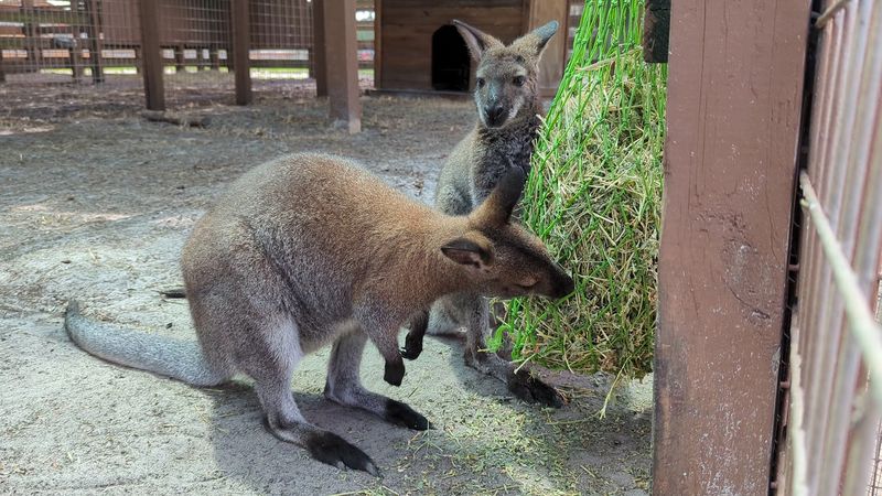 Unique Animal Species To See At The Farm