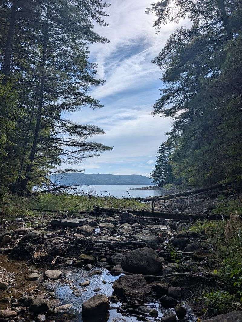 Why Black Bears Thrive Around These Protected Woods