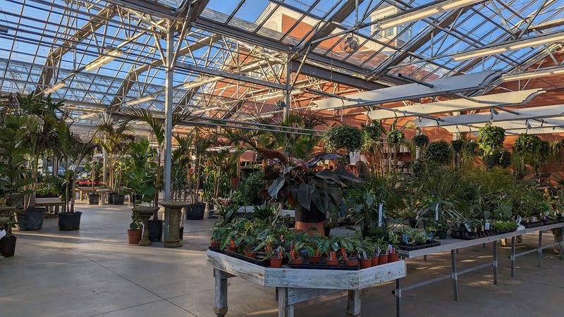 Markets, Fairs, And Plant Bingo