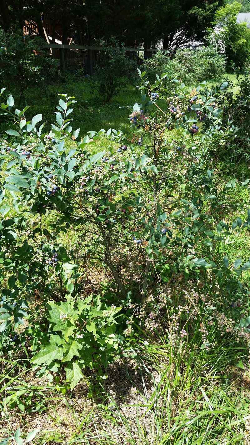 Seasonal Tips For Harvesting Blueberries