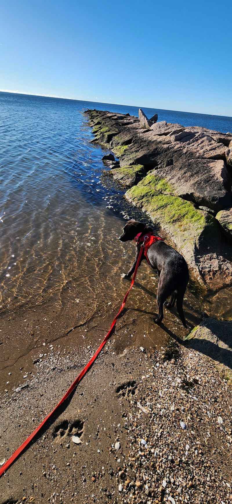 Seashell Hunting And Tide Pool Exploration