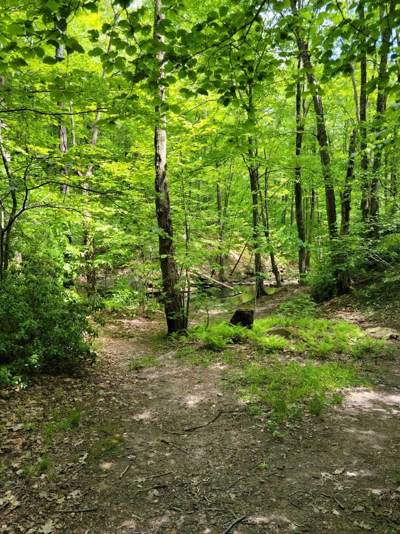 Packing Smart For A Forest Afternoon