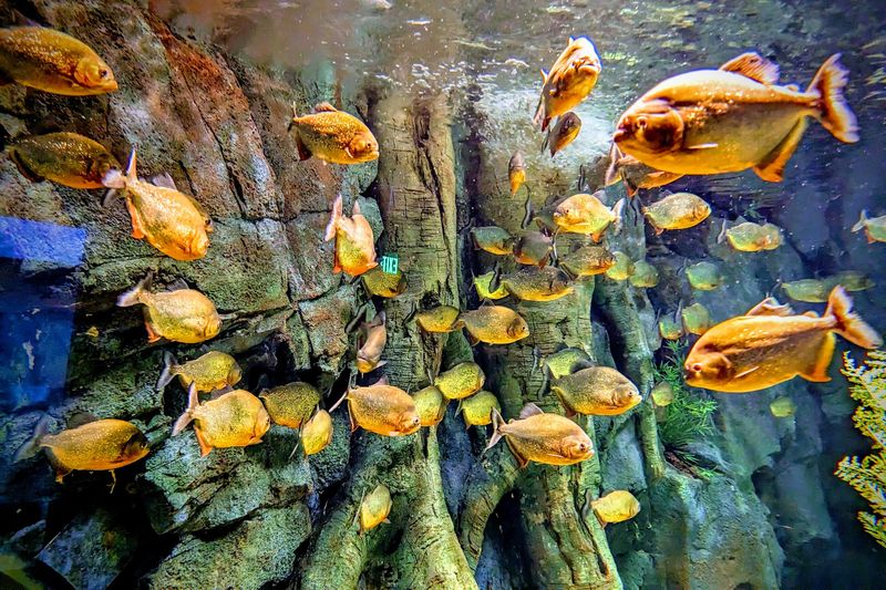 Thirteen Thousand Animals, Forty Four Habitats