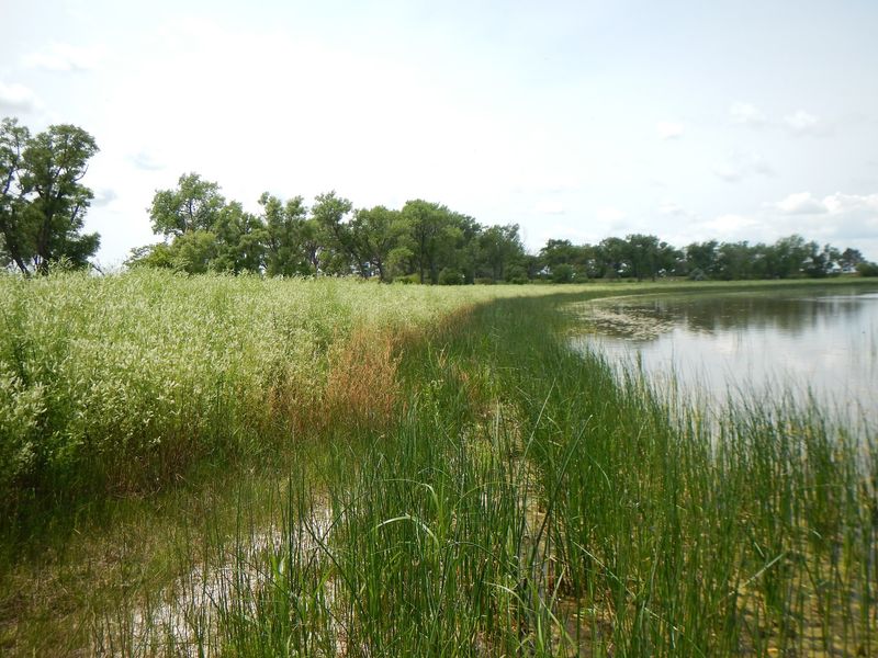 Flora And Plant Life Around The Remote Nebraska Lake