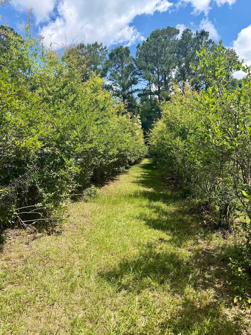 Tall Bushes That Make Picking Surprisingly Easy