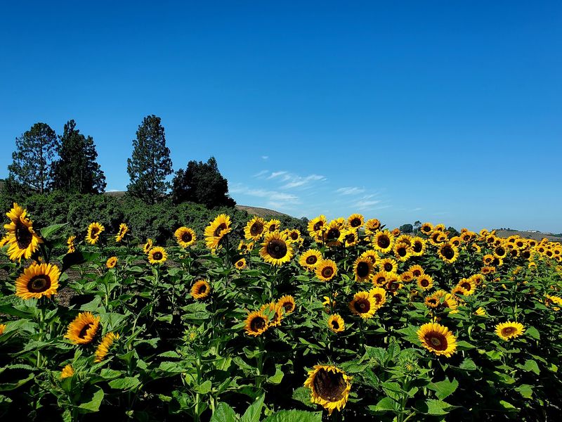 Sunflower Rows That Steal The Show