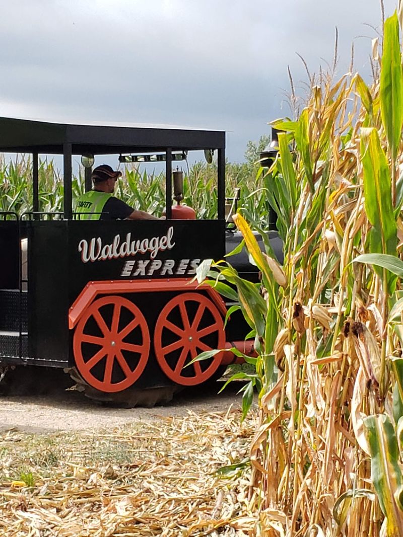 Getting Lost In The Corn Maze On Purpose