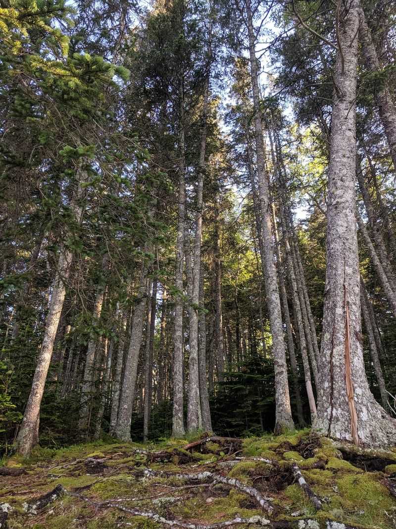Mossy Woods That Feel Slightly Enchanted