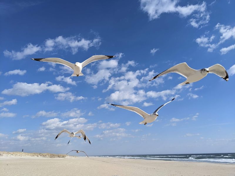 Birds, Deer, And Dunes