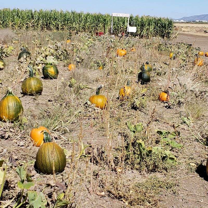 Picking Pumpkins Straight Off The Vine