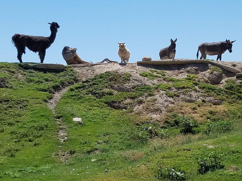 Llamas, Donkeys, And Other Long-Faced Locals