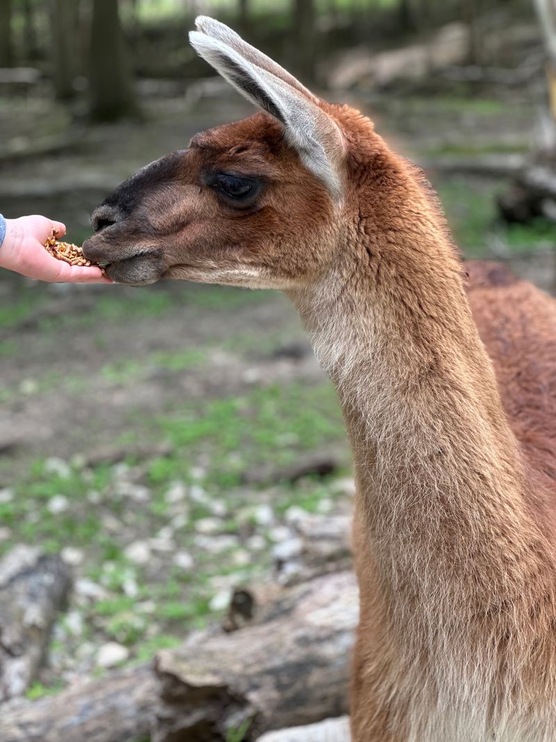 Early Mornings Bring The Most Animal Action