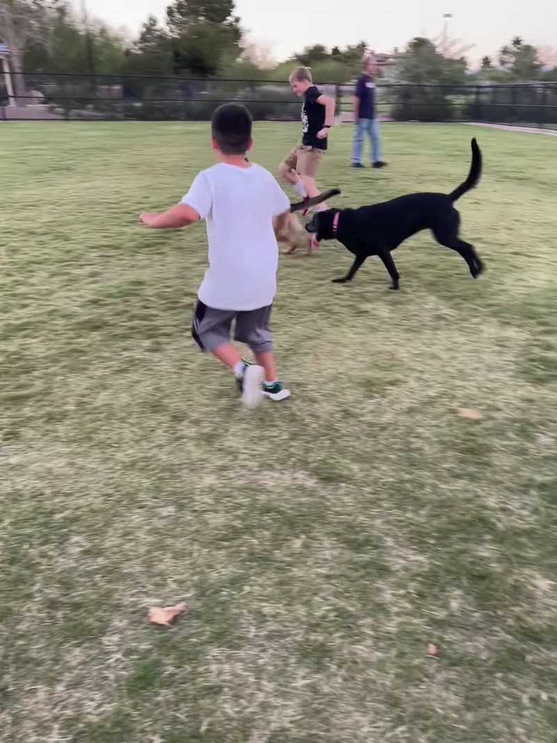 Dog-Friendly Features For Happy Pups