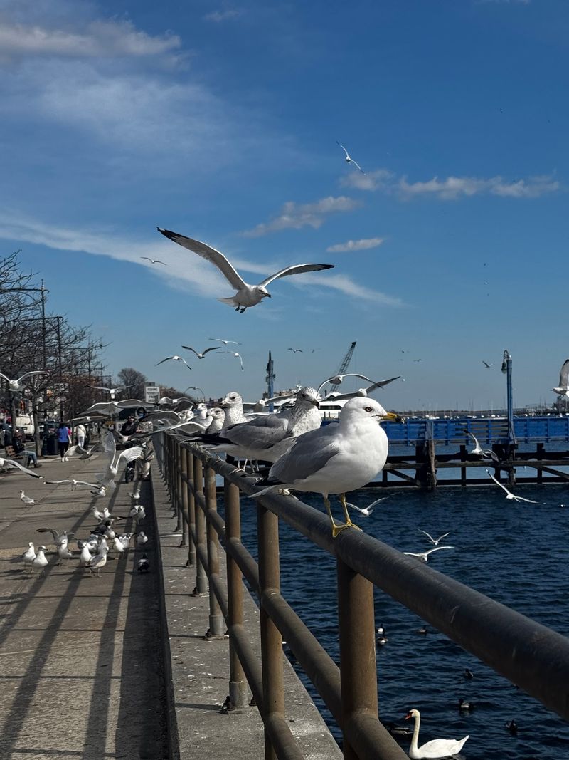 Sheepshead Bay Piers