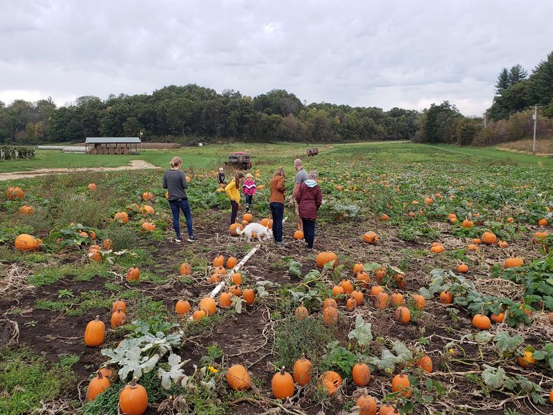Bures Berry Patch Trades Summer Berries For Autumn Pumpkins In Barneveld