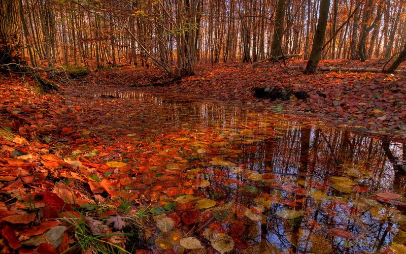 Wildlife Watching And A Legendary Autumn Show