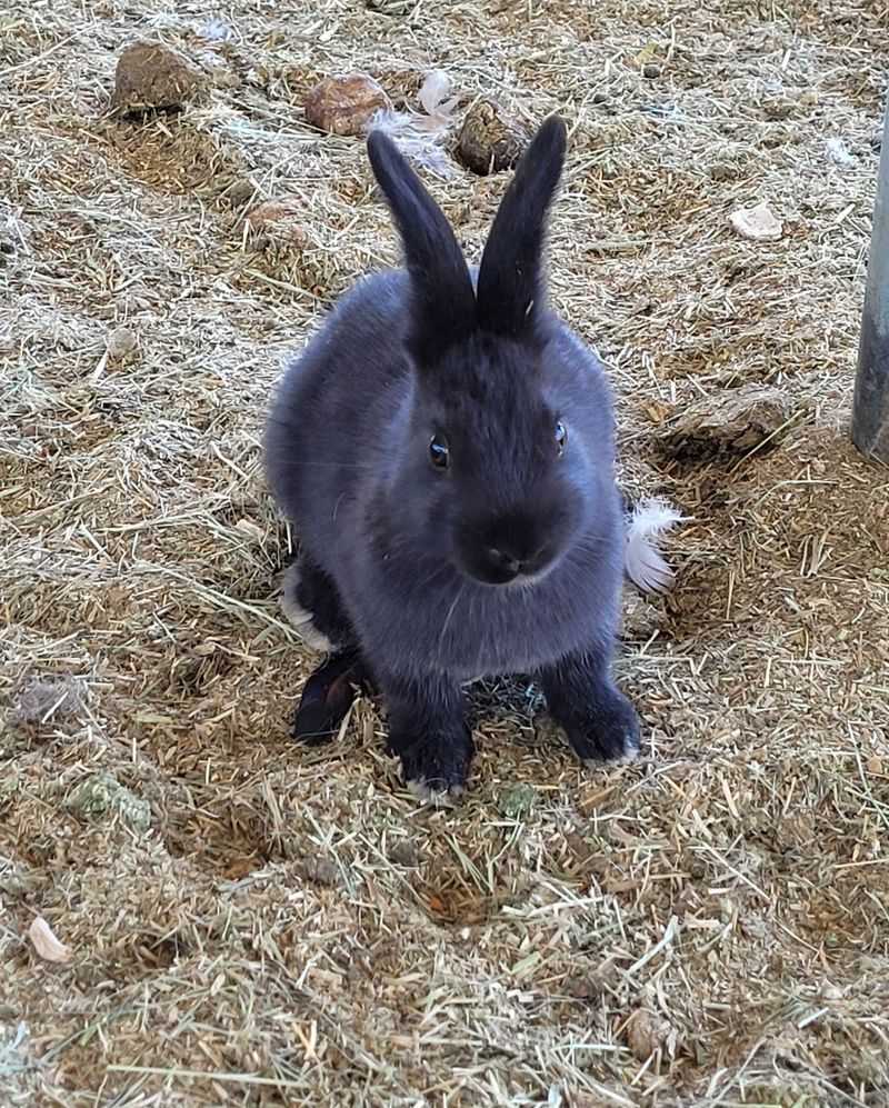 Chickens, Ducks, Rabbits And Other Small Residents