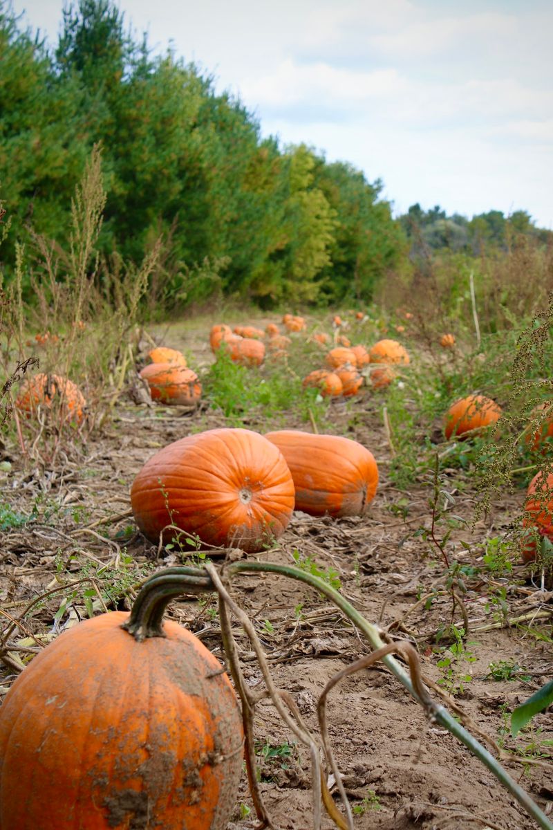 Pick Your Own Pumpkin Right From The Field