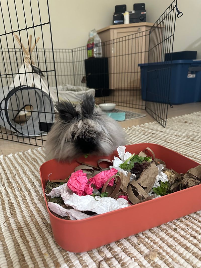 Why Supporting This Rescue Matters For Nevada Bunnies