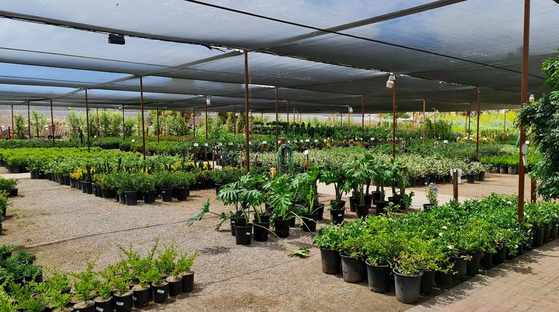 Succulents, Shrubs, And So Much More