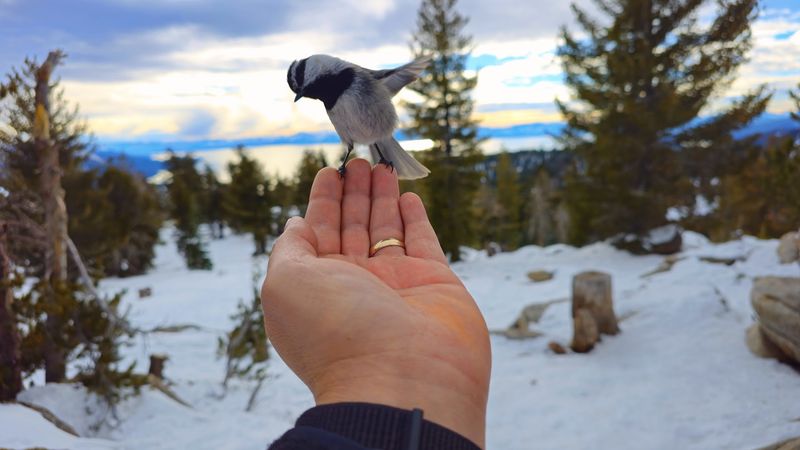 Chickadee Ridge Trail At Tahoe Meadows