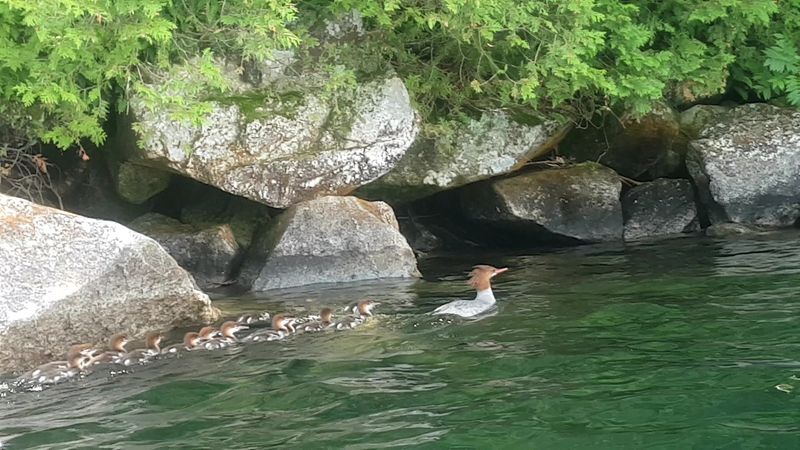 Unique Flora And Fauna Surrounding The Lake Area