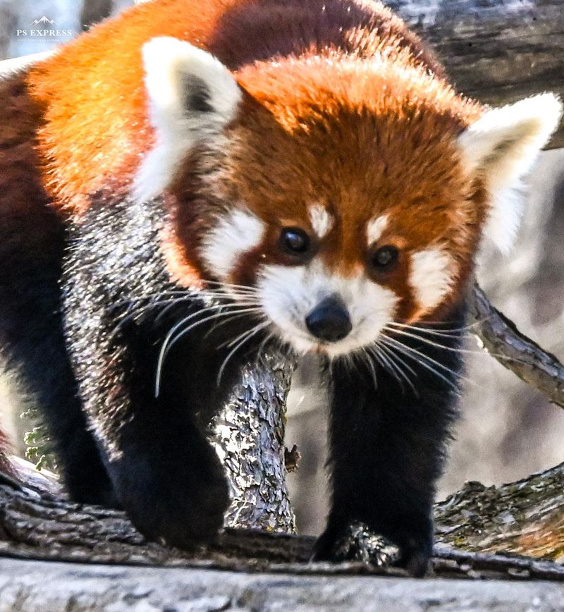 Seneca Park Zoo