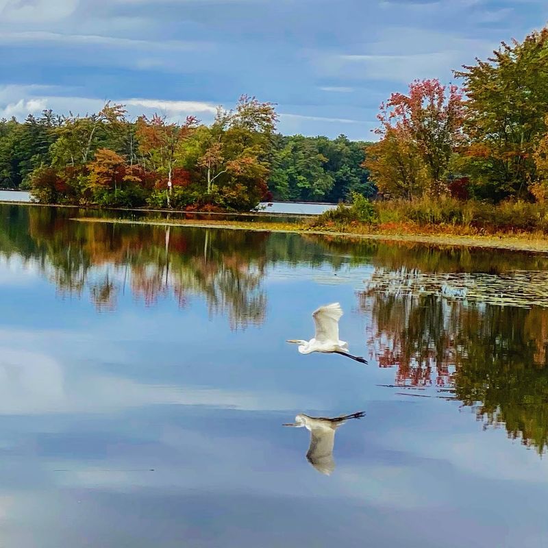 Great Pond In Kingston