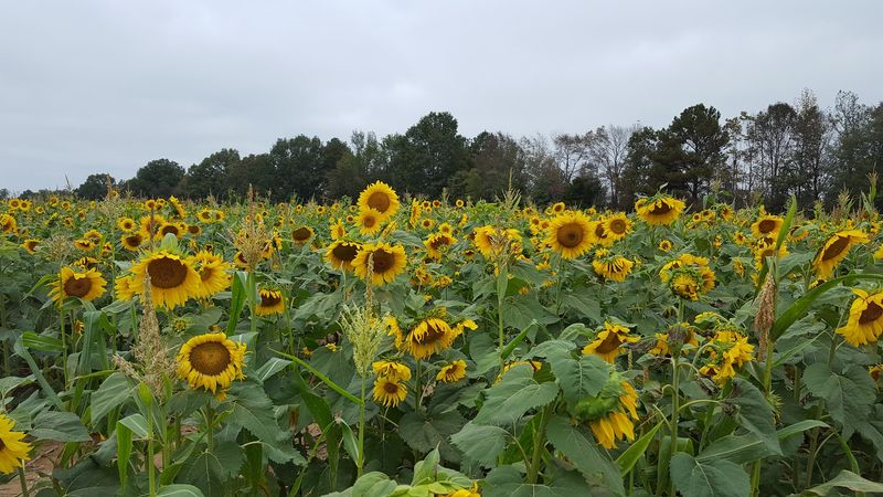 Wise Family Farm